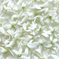 Fleur oranger