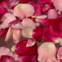 pétale de rose