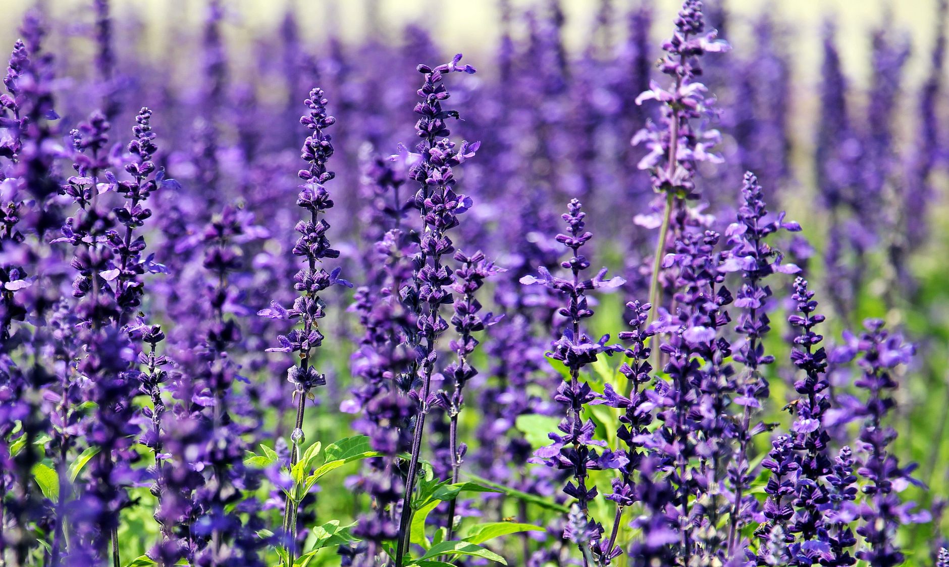 Huile essentielle de lavande sur la peau : bienfaits et utilisation sûre selon votre type de peau 2 Champ de lavande en fleurs, source naturelle de l'huile essentielle
