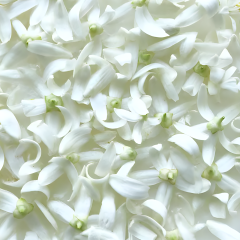 Alternative view of Eau de Fleurs d'Oranger - Hydrolat Naturel 30 ml