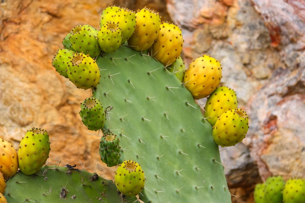 Comment utiliser l'huile de figue de barbarie sur le visage ? Guide anti-âge pratique 1 Figuier de barbarie Opuntia ficus-indica source de l huile de pepin