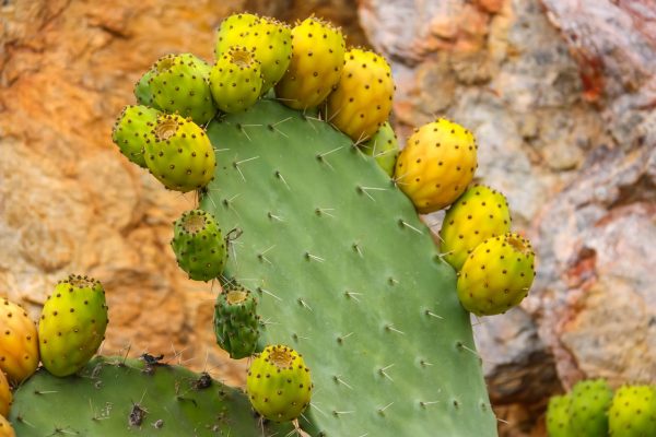 Page d'Accueil 15 Figuier de barbarie Opuntia ficus-indica source de l huile de pepin
