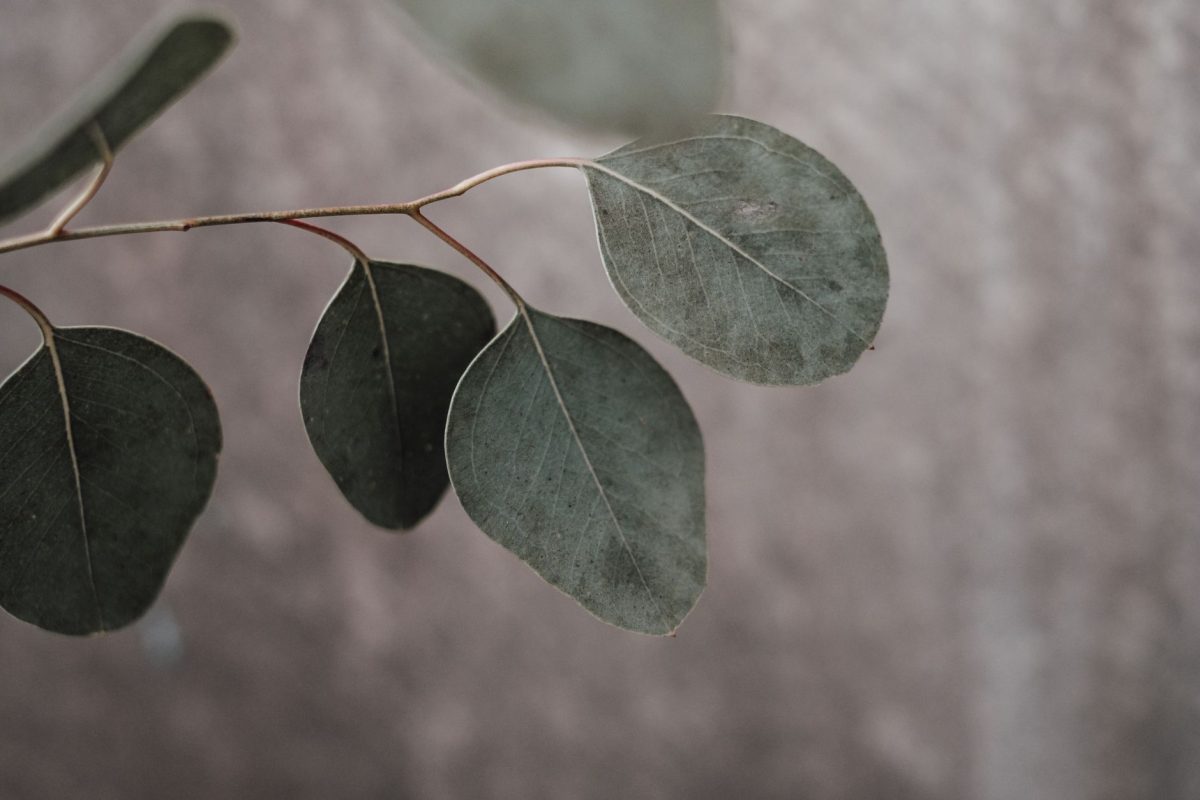 Eucalyptus sur la peau : quels bienfaits, et comment l'utiliser sans irriter ? 1 Branche d'eucalyptus aux feuilles vert argenté