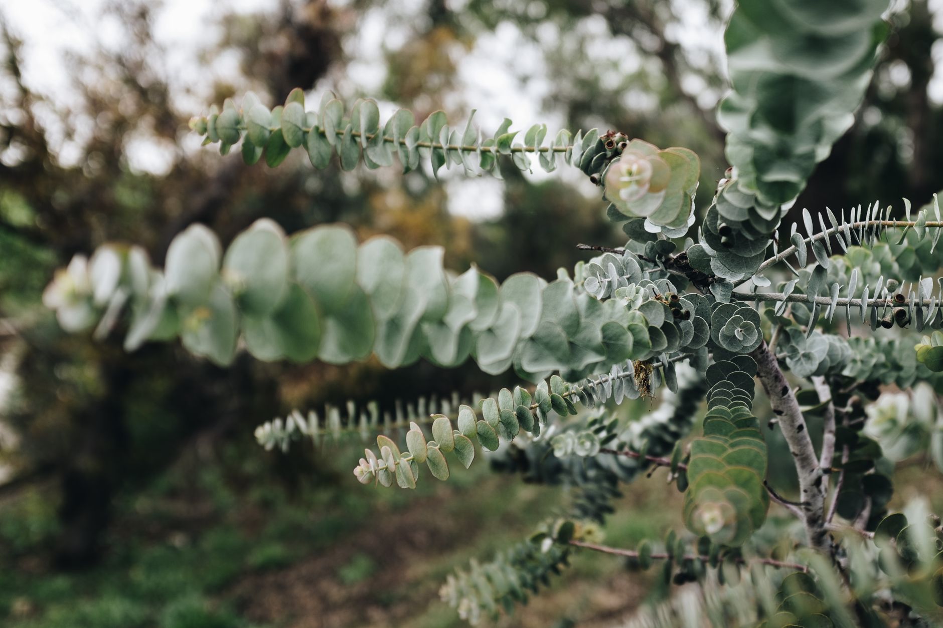 Eucalyptus sur la peau : quels bienfaits, et comment l'utiliser sans irriter ? 2 Feuilles d'eucalyptus vert argenté en gros plan