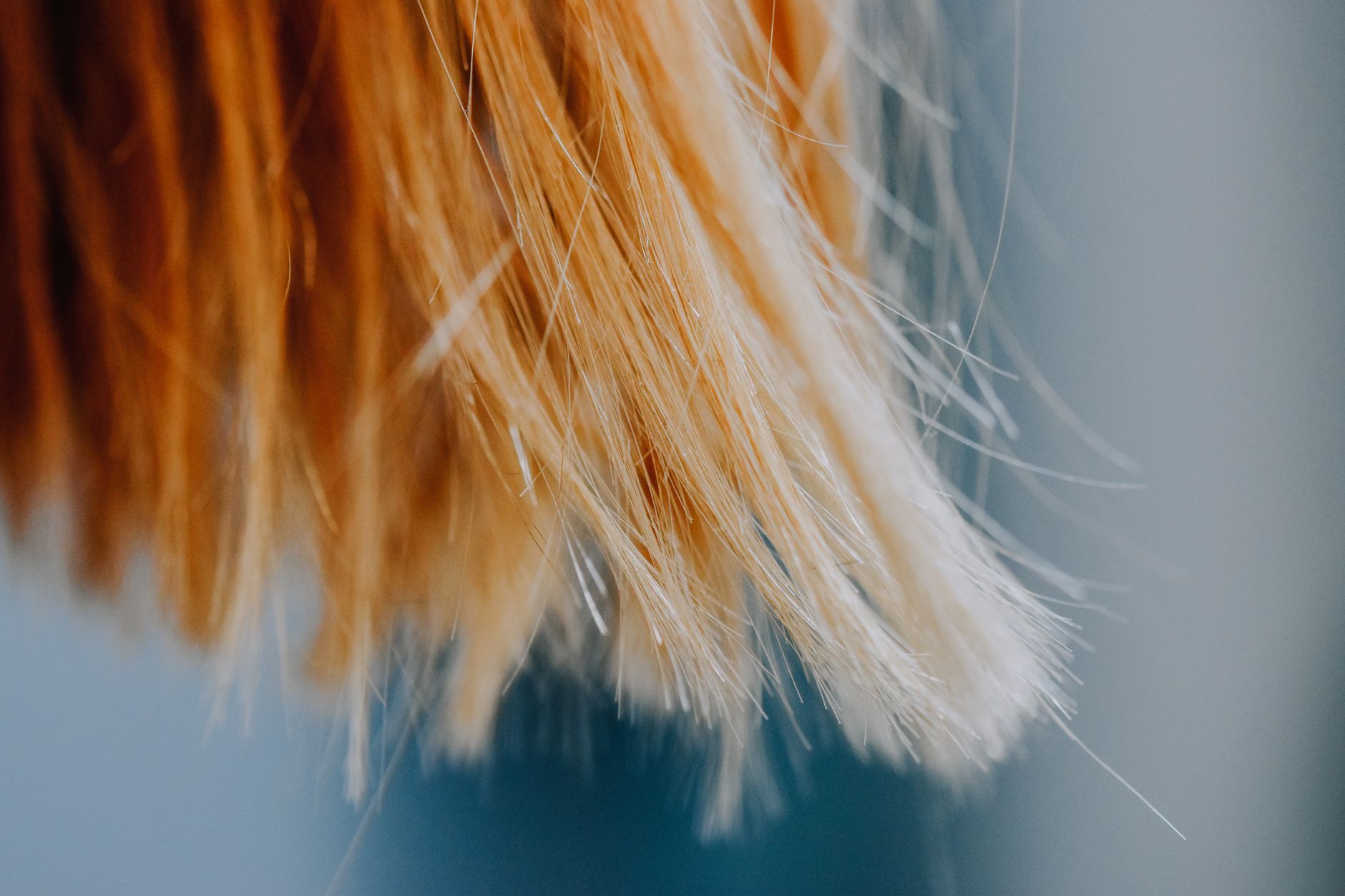 Sérum capillaire à l'huile d'argan : comment bien l'utiliser 3 Mèche de cheveux texturée par l'application d'un soin à l'huile