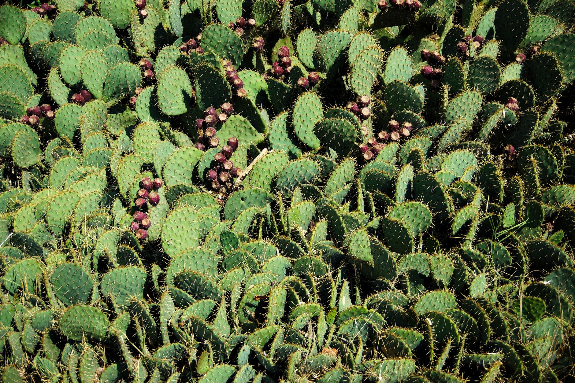 Huile de pépin de figue de barbarie ou huile de figue de barbarie : quelle différence ? 3 Plantation de figuiers de Barbarie, culture du cactus Opuntia au Maroc
